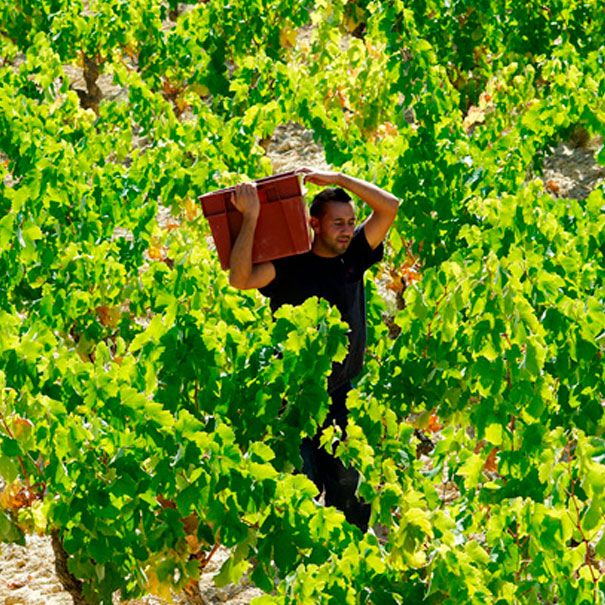 Bodegas Amaren